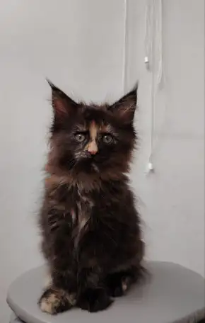 Кошечка мейн-кун, фотография 1