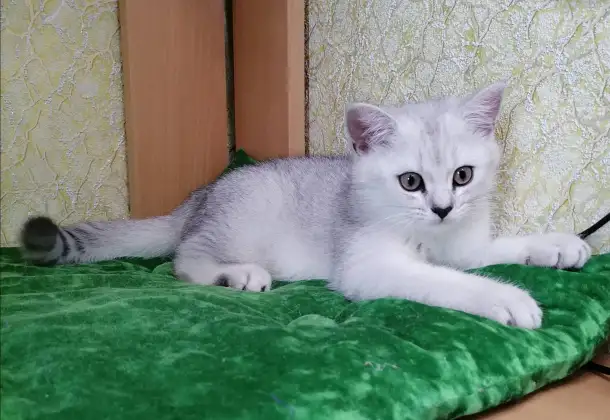 Британские серебристые котята, фотография 1