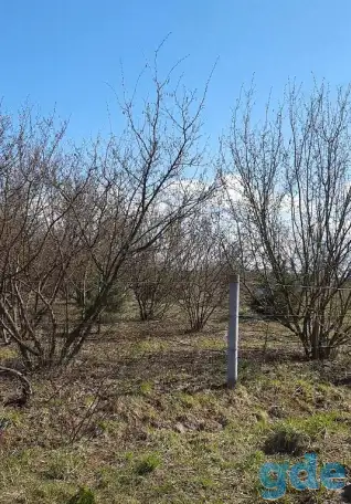 Сдам в аренду сад кустарников фундука, фотография 1