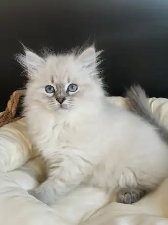 Котята от питомника Невский Шарм, фотография 1
