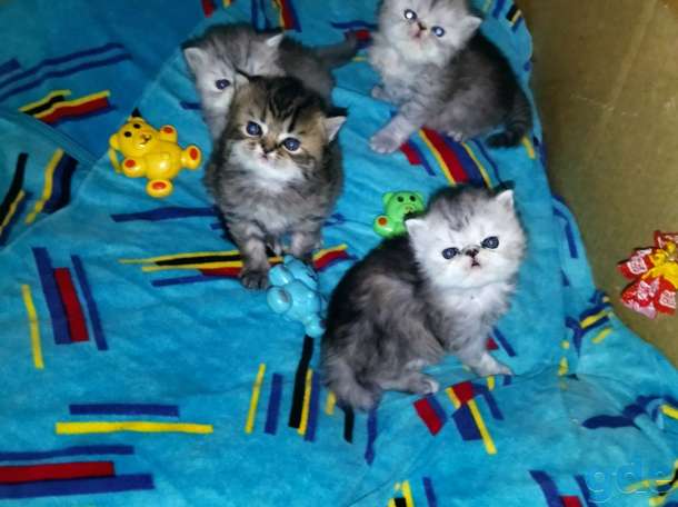 Персидские котята., фотография 1
