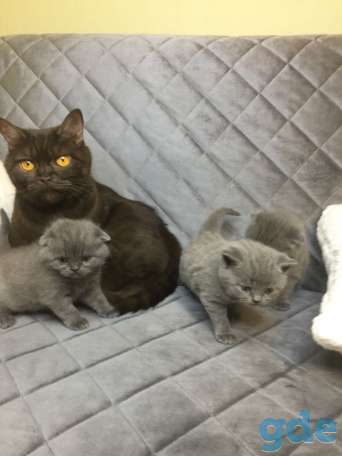 Шотландские котята готовы к переезду в любящую семью, фотография 4
