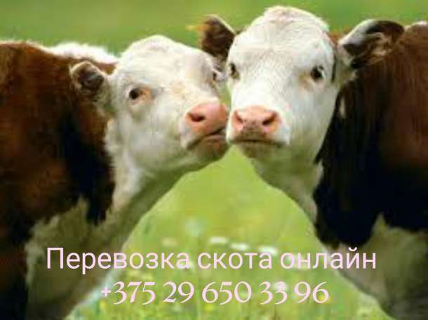 Перевозка скота онлайн, свиньи, лошади. коровы, телята, козы., фотография 4