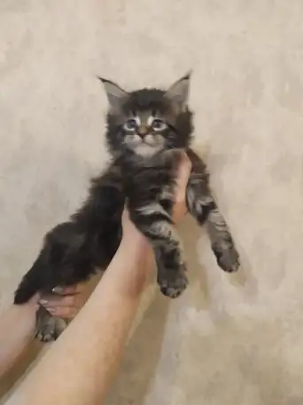 Котята Мейн Кун, фотография 1