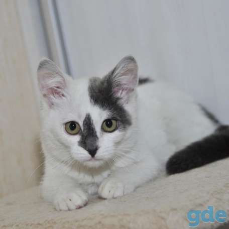 Котенок ищет дом, фотография 3