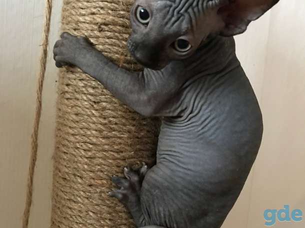 Котята канадского сфинкса, фотография 6