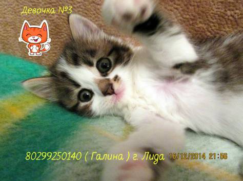 Кошечка в хорошие руки, фотография 1