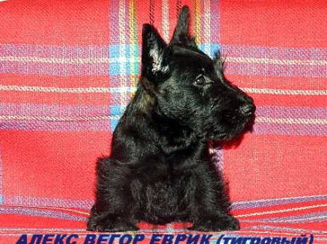 Скотч-терьера (шотландского терьера) щенки, фотография 1