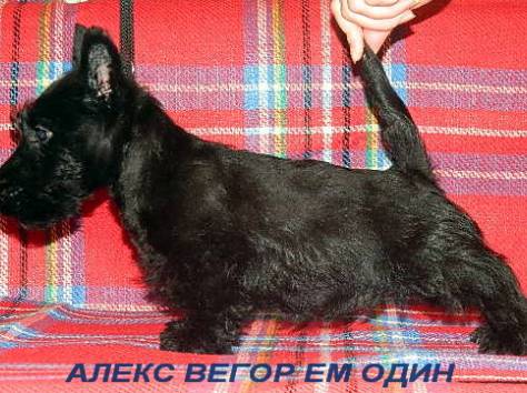 Скотч-терьера (шотландского терьера) щенки, фотография 2