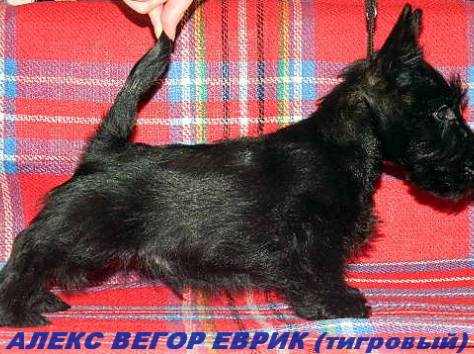 Скотч-терьера (шотландского терьера) щенки, фотография 3