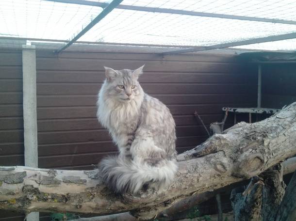 Котята Мейн Кун, фотография 1