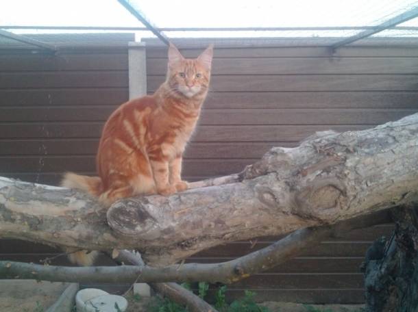 Котята Мейн Кун, фотография 2