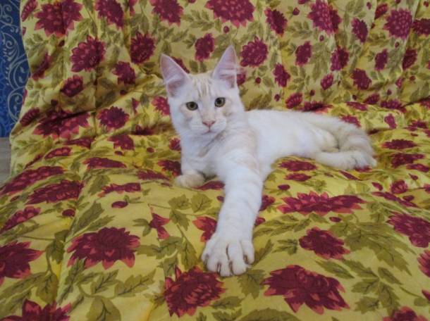 Котята Мейн Кун, фотография 7