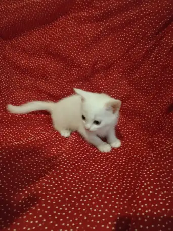 Красивые котята в дар, фотография 1
