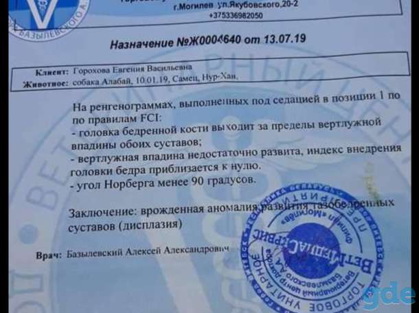 Алабай из питомника ВОСТОЧНОЕ НАСЛЕДИЕ, фотография 4
