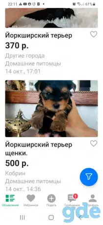 Йоркширский терьер, фотография 1
