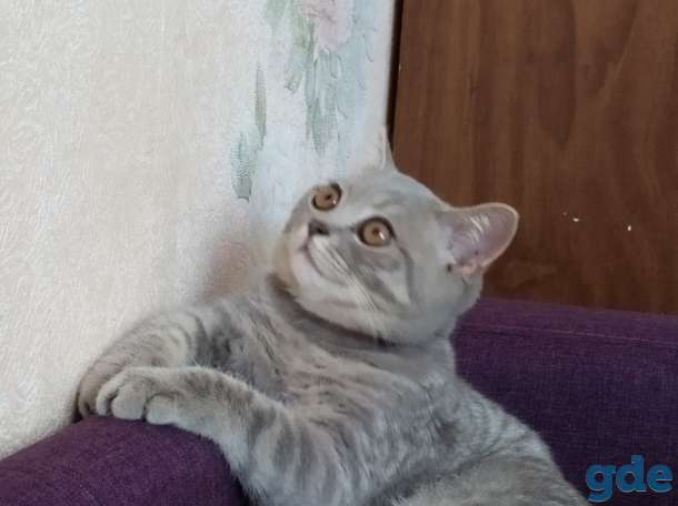 Вязка британский прямоухий кот, фотография 2