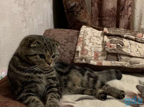 Шотландец ищет семью, фотография 3
