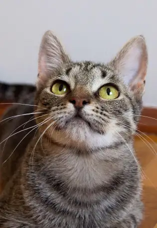 Котенок Тоффи, 7 мес., фотография 2