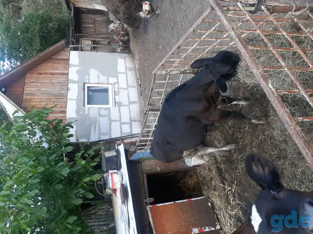 Продам двух телок, фотография 3