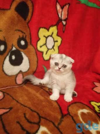 Чистокровные шотландские котята, фотография 8