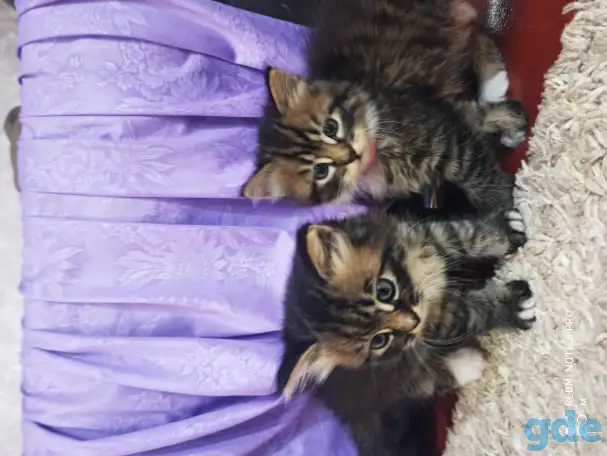 Отдам котят в добрые руки, фотография 3