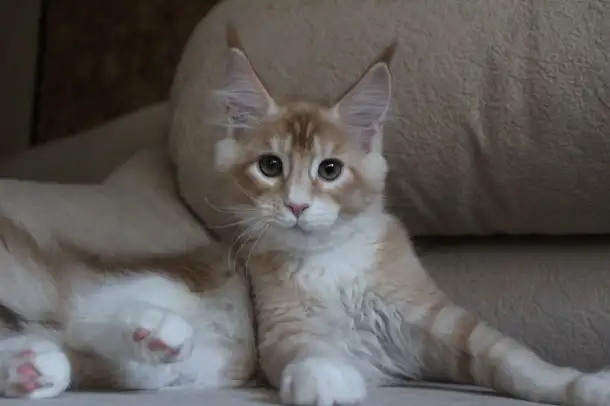 Шикарный котик Мейн-кун!, фотография 5