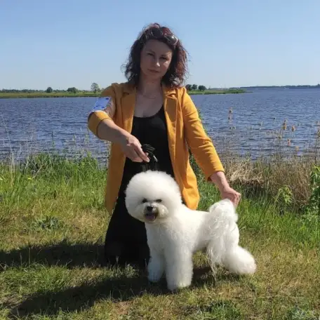 Кобель для вязки породы бишон фризе, фотография 2