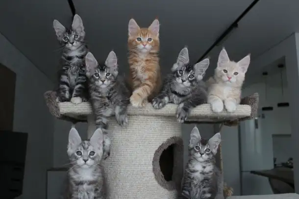 Котята мейн-кун, фотография 3