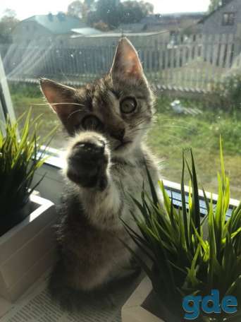 Котенок ищет дом, фотография 2