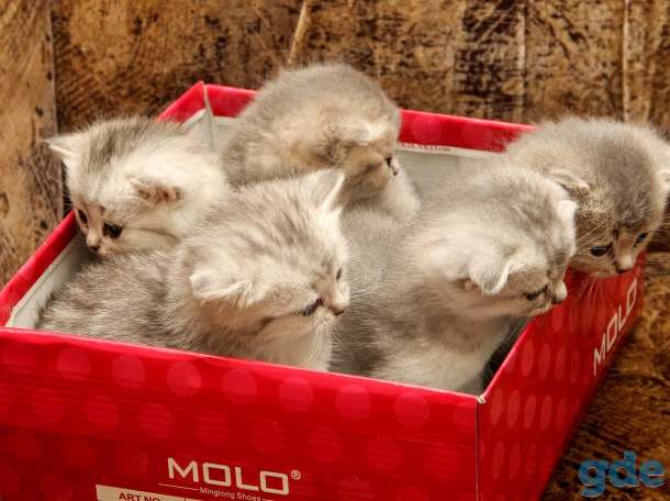 Шотландские котята, фотография 12