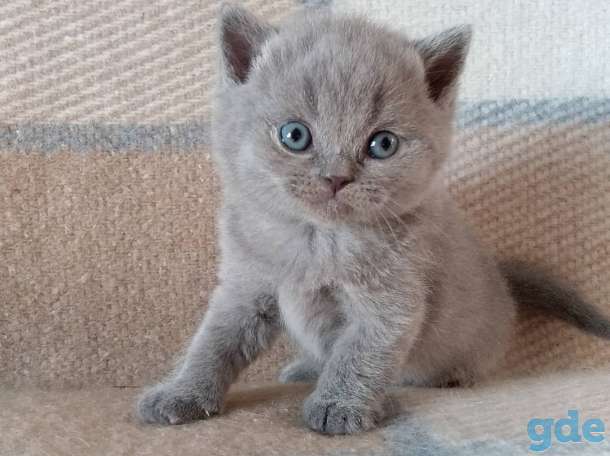 Британский котенок из питомника, фотография 2