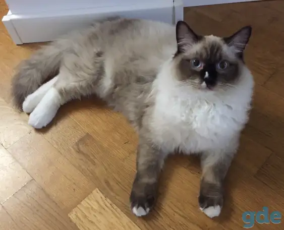 Котенок рэгдолл, фотография 1