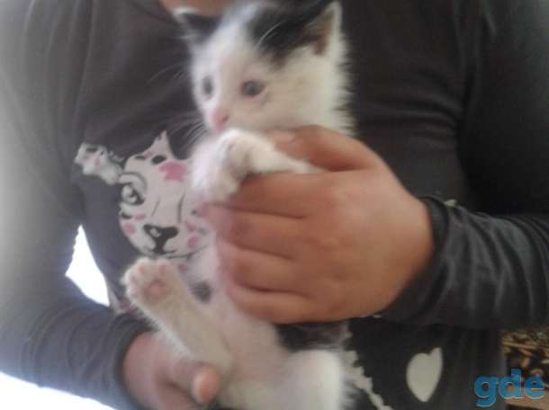 котята 1.5 месяца, фотография 1