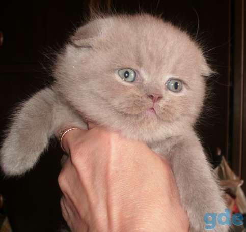 Котята, фотография 4