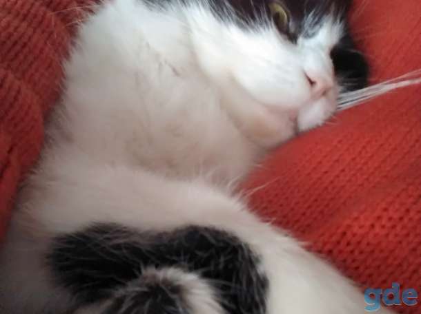 Милая кошка, фотография 2