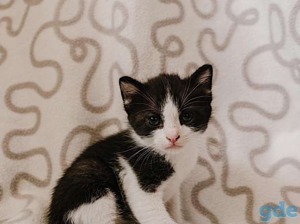 Внимание! Открыт резерв на котят. Им всего 1 месяц, фотография 6