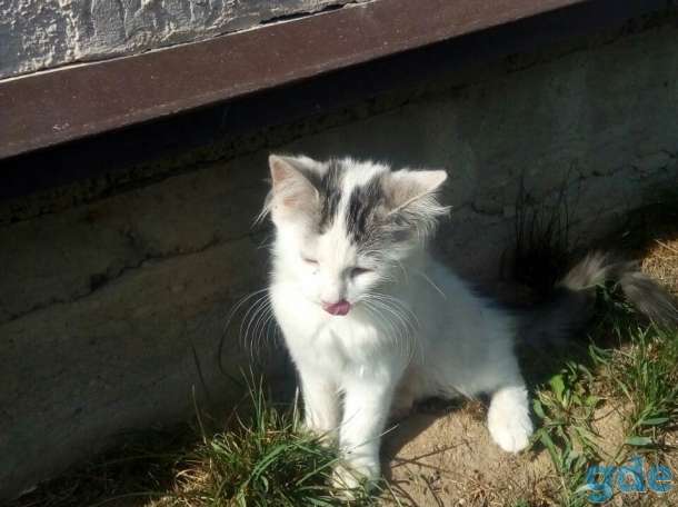Котята в добрые руки, фотография 5