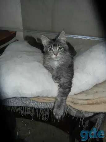 породистые котята мэйнкун, фотография 10