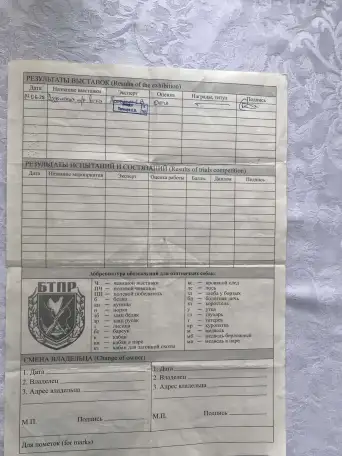 Продажа щенков англо-русской гончей, фотография 7
