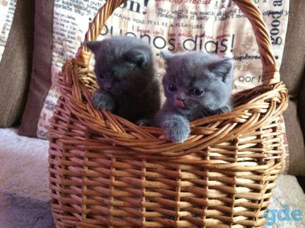 Британские короткошерстные котята, фотография 2