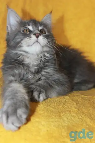 1 Котенок Мейн кун, фотография 1