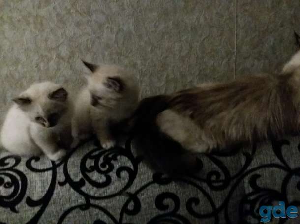 Котята, фотография 9