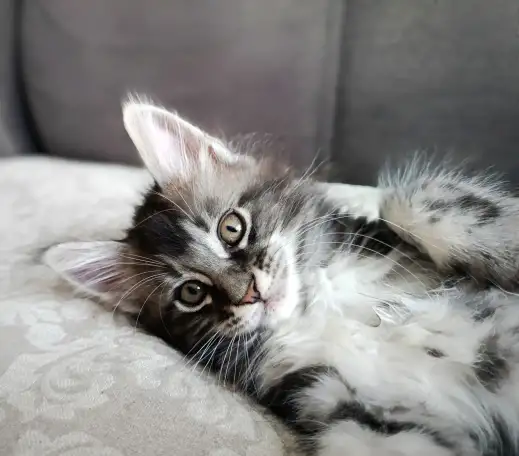 Котята Мейн-кун, фотография 2