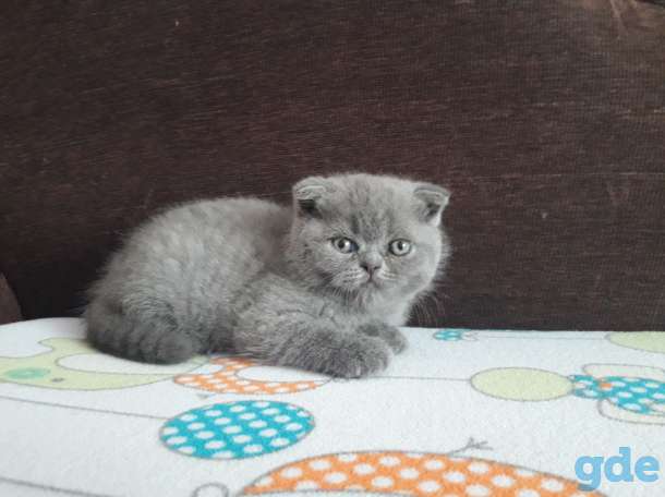 Продам котят, фотография 2