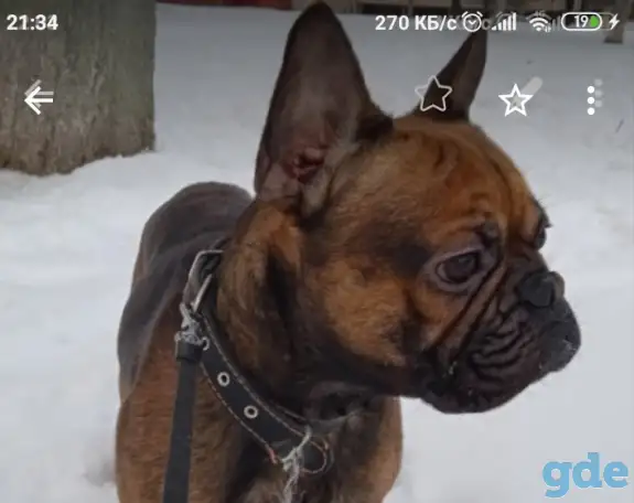 Французский бульдог, фотография 1