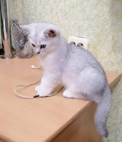 Британские котята, фотография 2