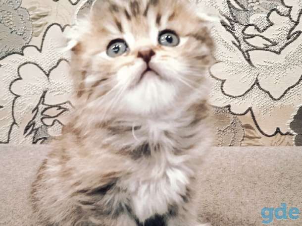 продам вислоухих котят, фотография 2