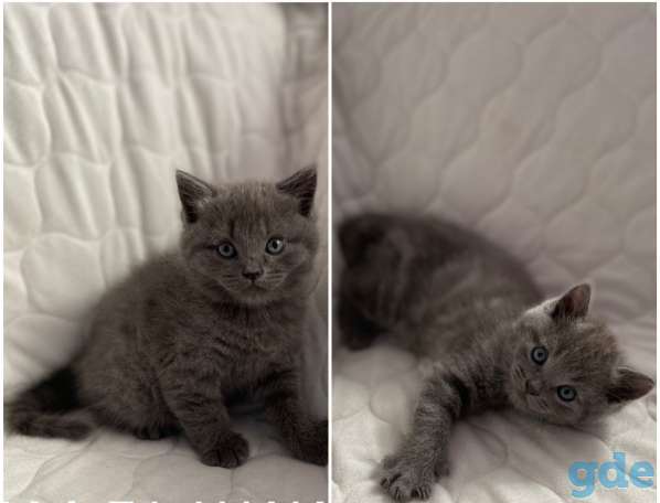 Британские котята, фотография 1
