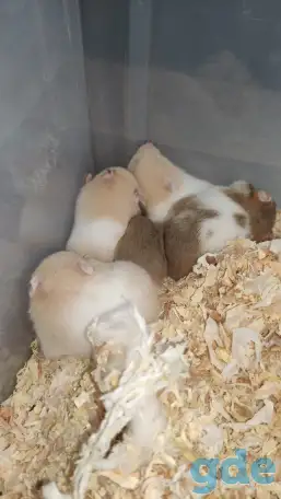Красивые молоденькие хомячки, фотография 1